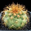 Copiapoa_desertorum